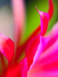 Preview wallpaper petals, flower, cactus, pink, macro