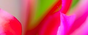 Preview wallpaper petals, flower, cactus, pink, macro