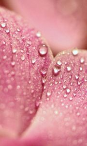 Preview wallpaper petals, flower, dew, drop, surface