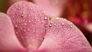 Preview wallpaper petals, flower, dew, drop, surface