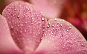 Preview wallpaper petals, flower, dew, drop, surface