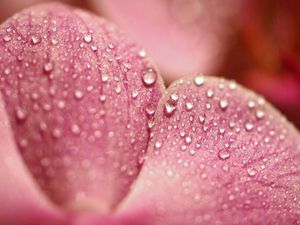 Preview wallpaper petals, flower, dew, drop, surface