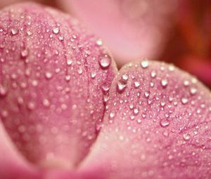 Preview wallpaper petals, flower, dew, drop, surface