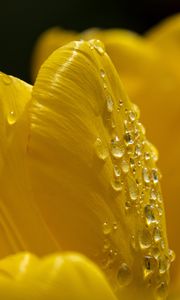 Preview wallpaper petals, flower, drops, dew, macro, yellow