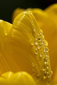 Preview wallpaper petals, flower, drops, dew, macro, yellow