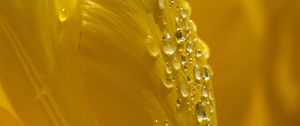 Preview wallpaper petals, flower, drops, dew, macro, yellow