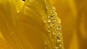 Preview wallpaper petals, flower, drops, dew, macro, yellow