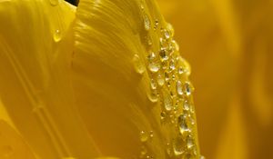 Preview wallpaper petals, flower, drops, dew, macro, yellow