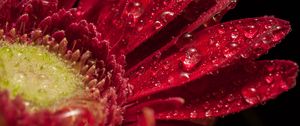 Preview wallpaper petals, flower, drops, red
