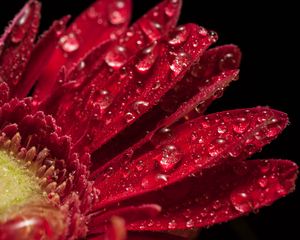 Preview wallpaper petals, flower, drops, red