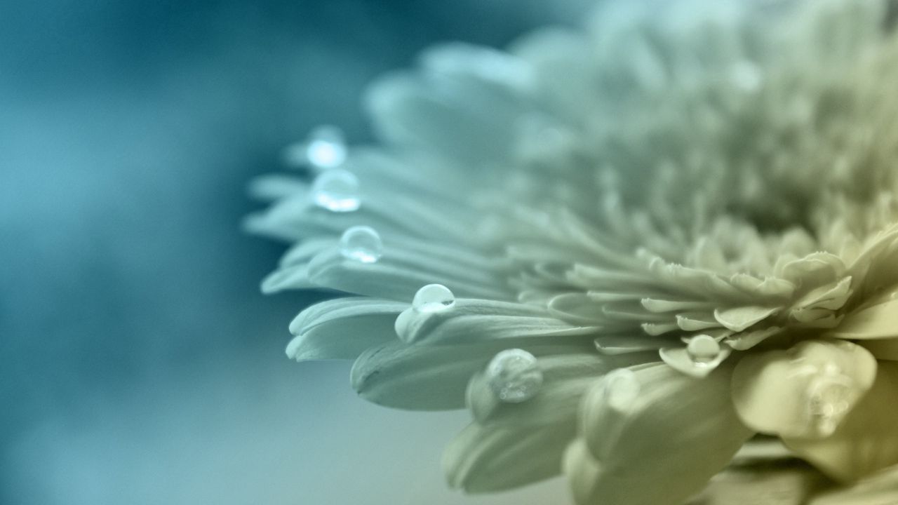 Wallpaper petals, flower, drops, faded