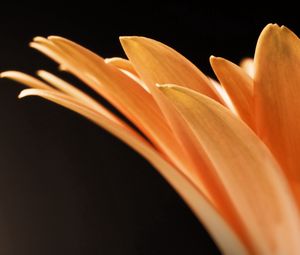 Preview wallpaper petals, flower, form, light