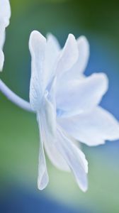 Preview wallpaper petals, flower, form, light