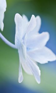 Preview wallpaper petals, flower, form, light