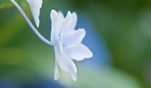 Preview wallpaper petals, flower, form, light