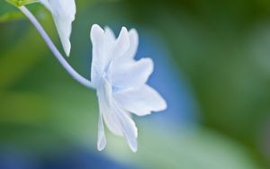 Preview wallpaper petals, flower, form, light