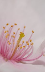 Preview wallpaper petals, flower, macro, pink, pollen