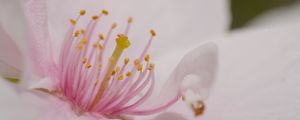 Preview wallpaper petals, flower, macro, pink, pollen