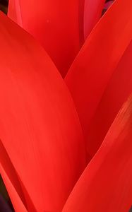 Preview wallpaper petals, flower, macro, red, intersection