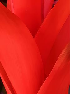 Preview wallpaper petals, flower, macro, red, intersection