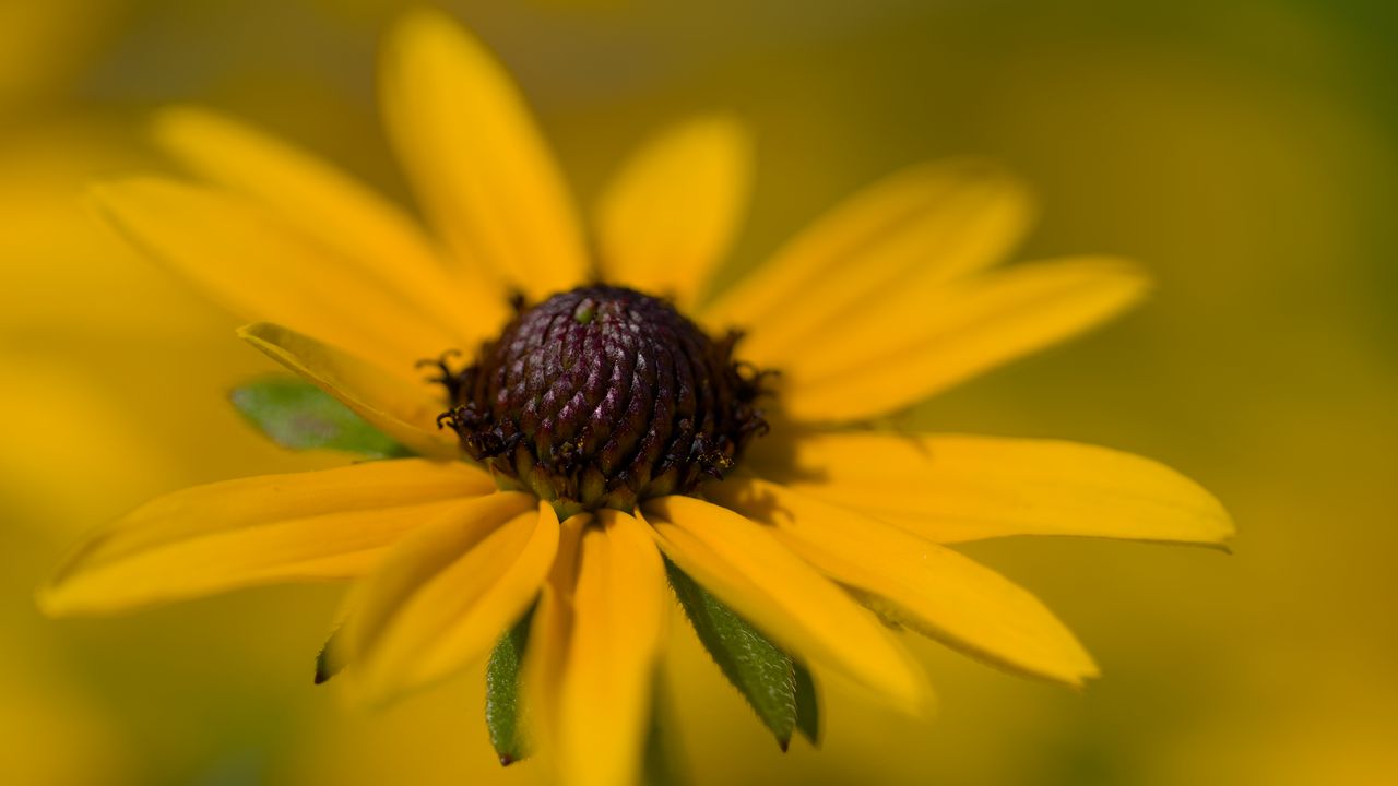 Wallpaper petals, flower, macro, yellow, blur