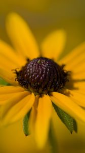Preview wallpaper petals, flower, macro, yellow, blur