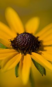 Preview wallpaper petals, flower, macro, yellow, blur