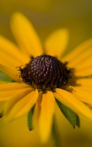 Preview wallpaper petals, flower, macro, yellow, blur