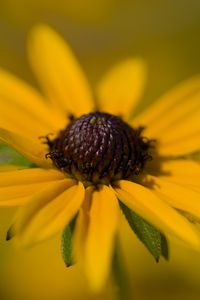 Preview wallpaper petals, flower, macro, yellow, blur