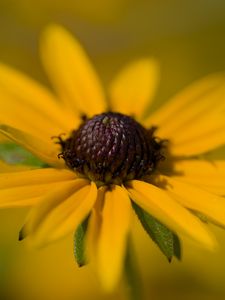 Preview wallpaper petals, flower, macro, yellow, blur
