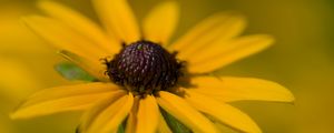 Preview wallpaper petals, flower, macro, yellow, blur