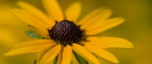 Preview wallpaper petals, flower, macro, yellow, blur