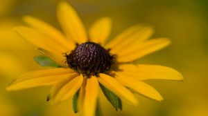 Preview wallpaper petals, flower, macro, yellow, blur