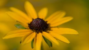 Preview wallpaper petals, flower, macro, yellow, blur