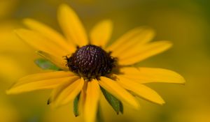 Preview wallpaper petals, flower, macro, yellow, blur