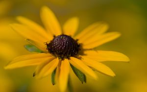 Preview wallpaper petals, flower, macro, yellow, blur