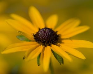 Preview wallpaper petals, flower, macro, yellow, blur