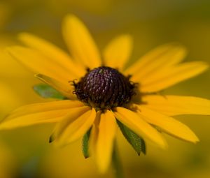 Preview wallpaper petals, flower, macro, yellow, blur