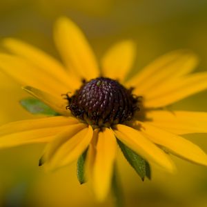 Preview wallpaper petals, flower, macro, yellow, blur