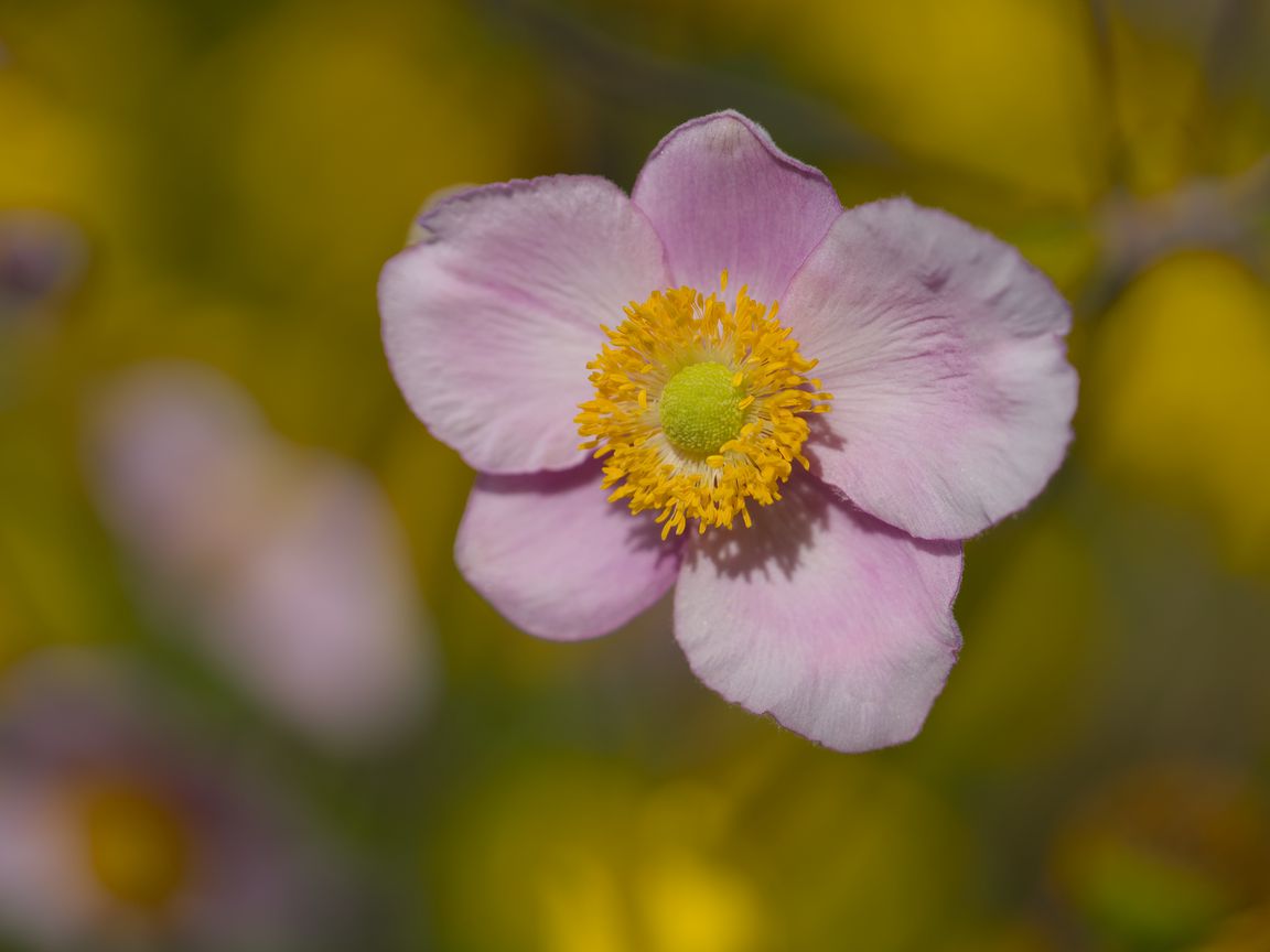 1152x864 Wallpaper petals, flower, macro, pink, plant, blur
