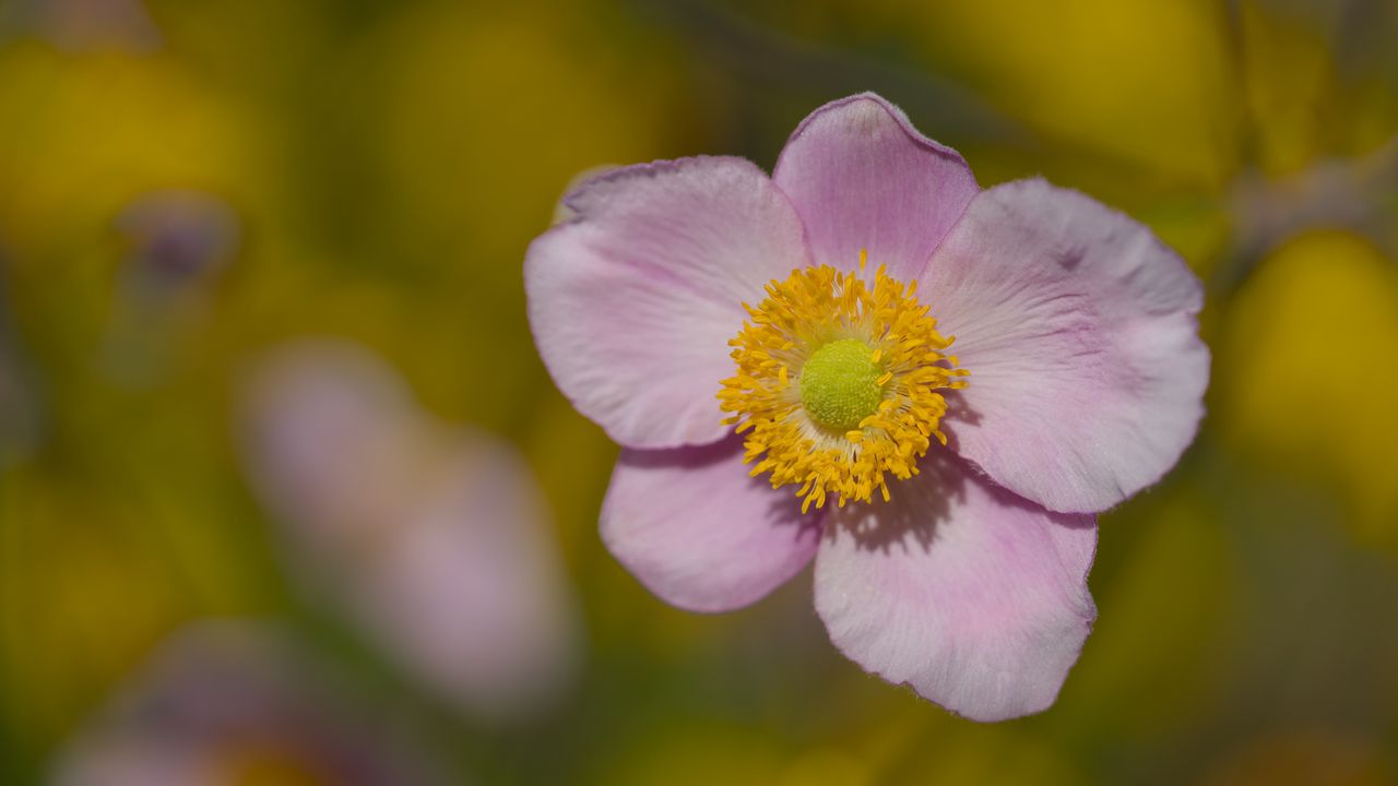 Wallpaper petals, flower, macro, pink, plant, blur