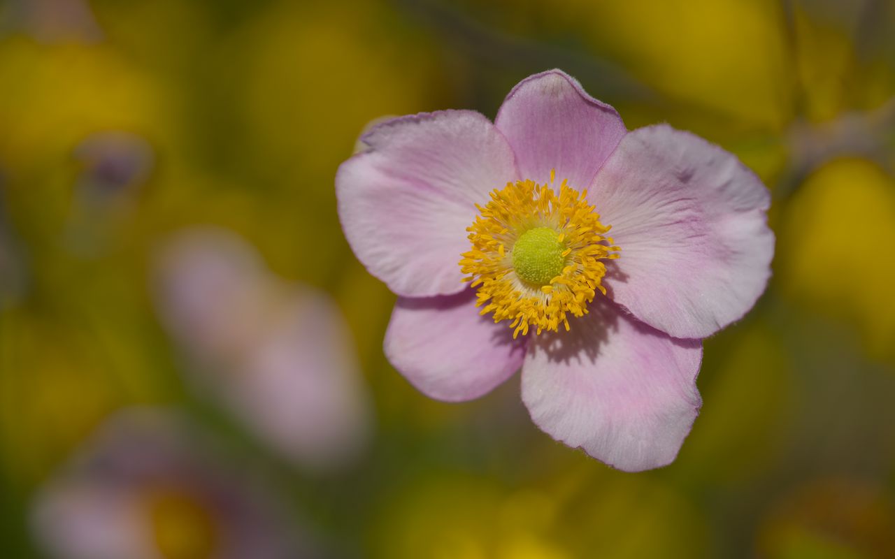 1280x800 Wallpaper petals, flower, macro, pink, plant, blur