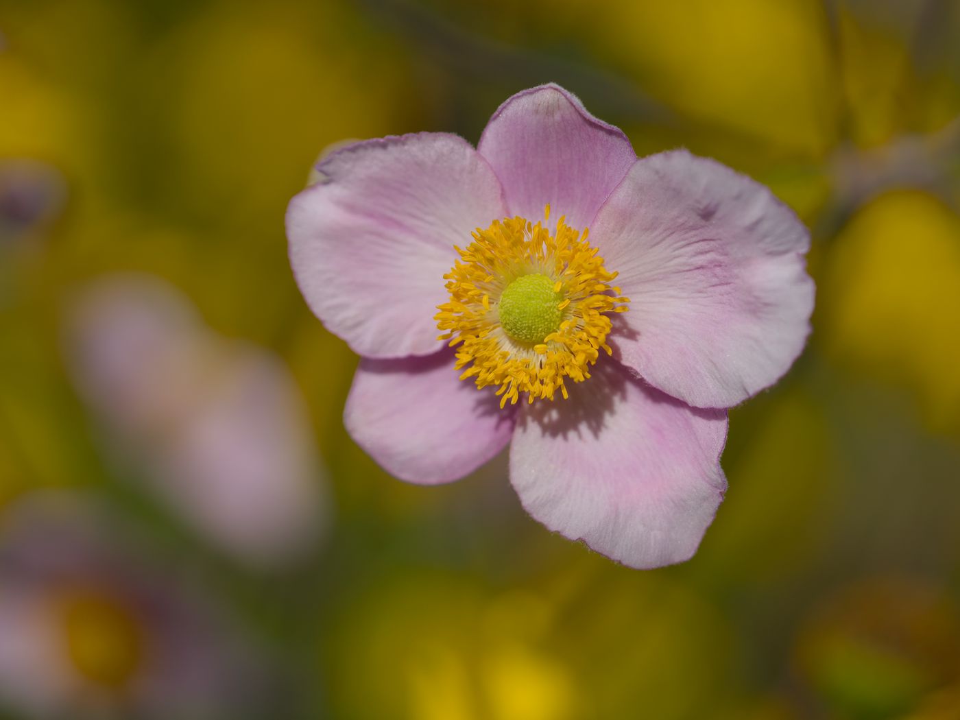 1400x1050 Wallpaper petals, flower, macro, pink, plant, blur