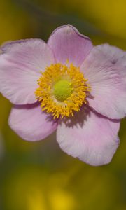 Preview wallpaper petals, flower, macro, pink, plant, blur
