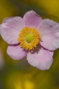 Preview wallpaper petals, flower, macro, pink, plant, blur