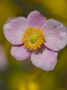 Preview wallpaper petals, flower, macro, pink, plant, blur