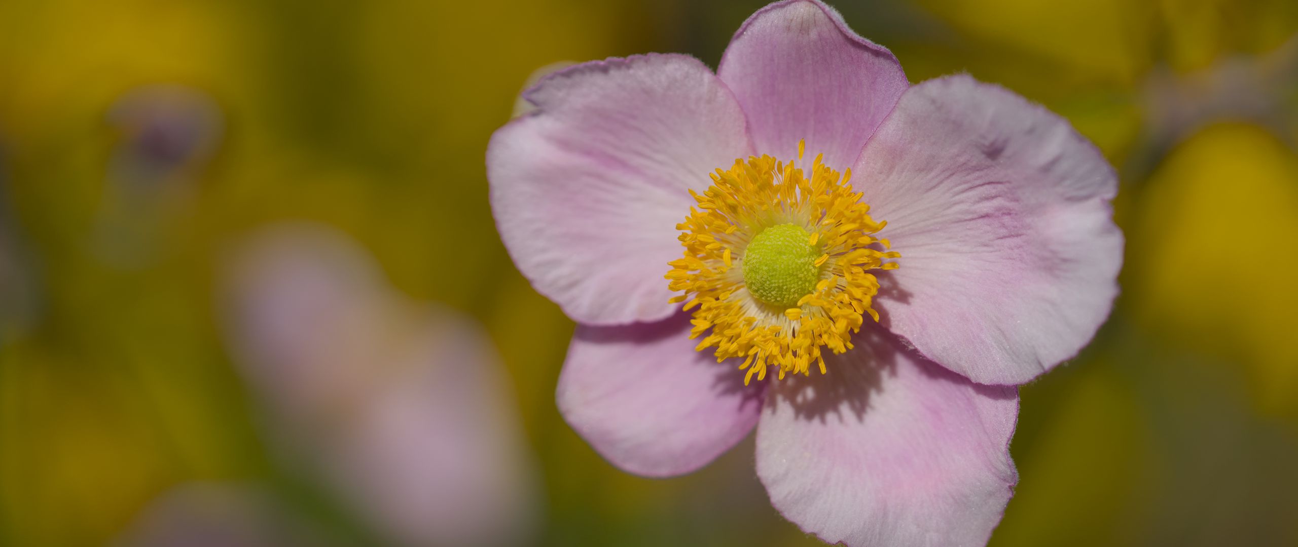 2560x1080 Wallpaper petals, flower, macro, pink, plant, blur