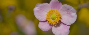 Preview wallpaper petals, flower, macro, pink, plant, blur