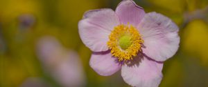 Preview wallpaper petals, flower, macro, pink, plant, blur