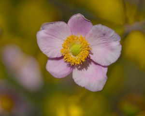 Preview wallpaper petals, flower, macro, pink, plant, blur